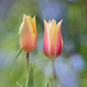 Tulip Blushing Lady Poster
