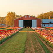 Tulip In Farm Poster