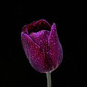 Tulip On Black Poster