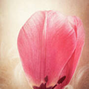 Tulip Petal Poster