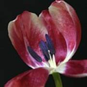 Tulip Red 042207 Poster