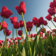 Tulips Looking Up Poster