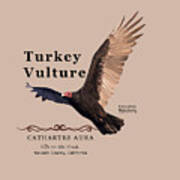 Turkey Vulture Cathartes Aura Poster