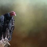 Turkey Vulture Poster