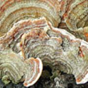 Turkeytail Fungus Abstract Poster