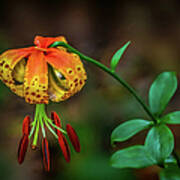 Turks Cap Lily Poster