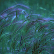 Twilight Grasses Poster