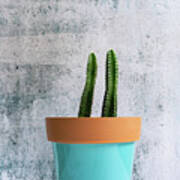 Twin Cacti Poster