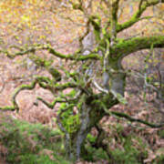 Twisted Ancient Oak Tree In Autumn Poster