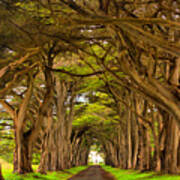 Twisted Point Reyes Cypress Tunnel Poster