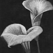 Two Calla Lilies Poster