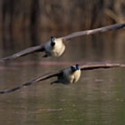 Two Canada Geese In Flight Poster