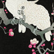 Two Cockatoo And Plum Blossom Poster