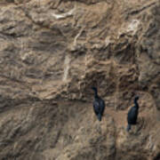 Two Cormorants On Cliff Face Poster