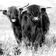 Two Cute Highland Cows In Black And White Poster