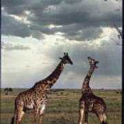 Two Giraffes Chatting Poster