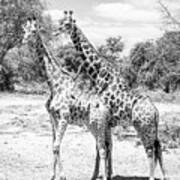 Two Giraffes Posing At Watering Hole. Poster