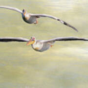 Two Great White Pelican Flying With Texture Poster