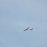 Two Hawks In Flight Poster