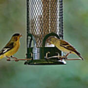 Two Lesser Goldfinch At Feeder Poster