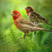 Two Little Finches Poster