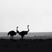 Two Ostriches On A Ridge - Monochrome Poster