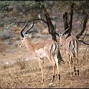 Two Shy Impala Poster