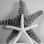 Two Starfish Poster
