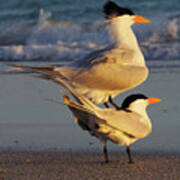 Two Tern Stand Poster