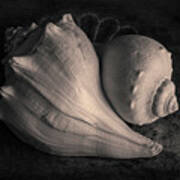 Two Whelk Shells Toned Poster
