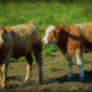 Two Young Bullocks Poster