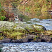 Two Deer_vermillion River Poster