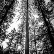 Upwards - In The Oregon Forest Poster