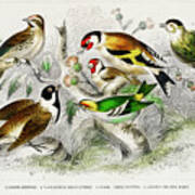 Various Birds Poster