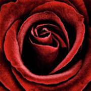 Velvet Red Rose Poster