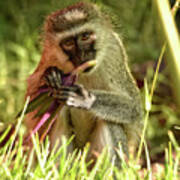 Vervet Monkey In Kenya Poster
