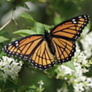 Viceroy Butterfly On Privet Flowers Poster