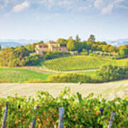 Vineyard In Tuscany Poster