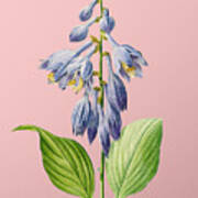 Vintage Blue Daylily Botanical Illustration On Pink Poster