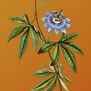 Vintage Blue Passionflower Botanical Art On Sunset Orange N.0874 Poster