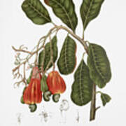 Vintage Botanical Illustrations - Cashew Tree Poster