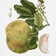 Vintage Botanical Illustrations - Grapefruit Tree Poster