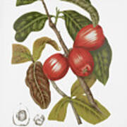Vintage Botanical Illustrations - Malay Rose Apple Fruits Poster