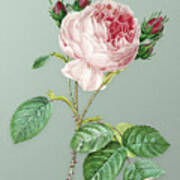 Vintage Centifolia Roses Botanical Art On Mint Green N.0295 Poster
