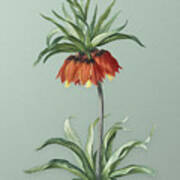 Vintage Fritillaries Botanical Art On Mint Green N.0519 Poster