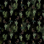 Vintage Ixia Grandiflora Floral Garden Pattern On Black N.2091 Poster