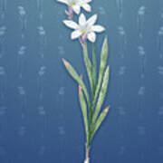 Vintage Ixia Liliago Botanical Art On Bahama Blue Pattern N.1347 Poster