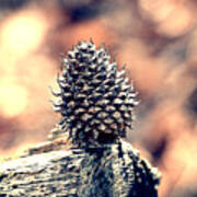 Vintage Pine Cone Poster