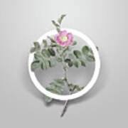 Vintage Pink Sweetbriar Rose Minimalist Floral Geometric Circle Art N.645 Poster