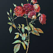 Vintage Ternaux Rose Bloom Botanical Art On Dark Steel Gray N.0748 Poster